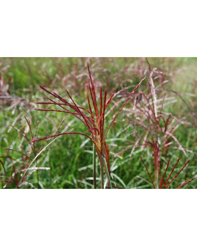 Міскантус китайський Фернер Остен | Miscanthus sinensis Ferner Osten | Miscanthus sinensis Ferner Osten