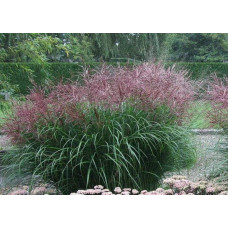 Міскантус китайський Фернер Остен | Miscanthus sinensis Ferner Osten | Miscanthus sinensis Ferner Osten