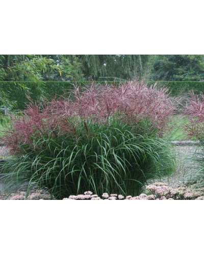 Міскантус китайський Фернер Остен | Miscanthus sinensis Ferner Osten | Miscanthus sinensis Ferner Osten