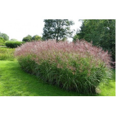 Міскантус китайський Фернер Остен | Miscanthus sinensis Ferner Osten | Miscanthus sinensis Ferner Osten