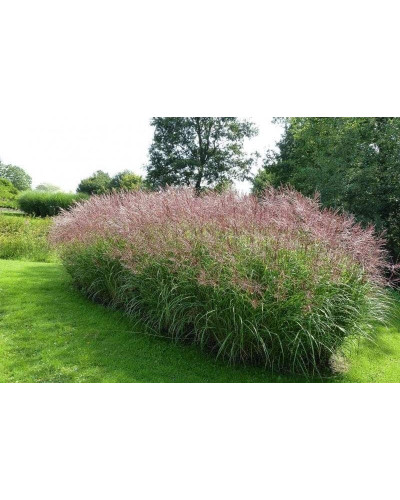 Міскантус китайський Фернер Остен | Miscanthus sinensis Ferner Osten | Miscanthus sinensis Ferner Osten