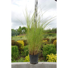 Міскантус китайський Фернер Остен | Miscanthus sinensis Ferner Osten | Miscanthus sinensis Ferner Osten