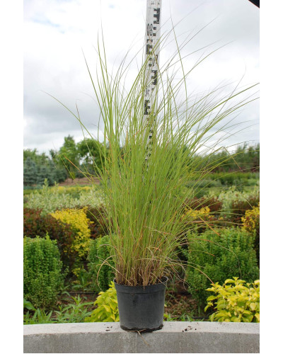 Міскантус китайський Фернер Остен | Miscanthus sinensis Ferner Osten | Miscanthus sinensis Ferner Osten