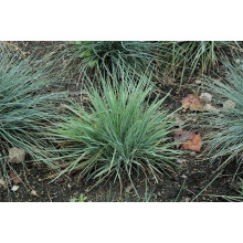 Келерія блакитна | Koeleria glauca | Келерия голубая