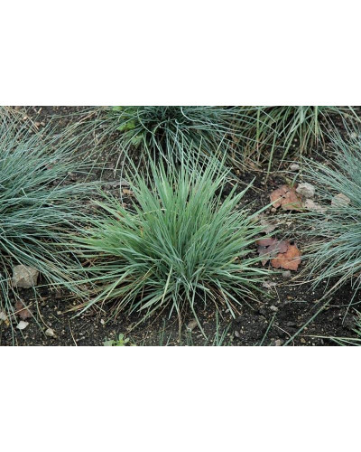 Келерія блакитна | Koeleria glauca | Келерия голубая