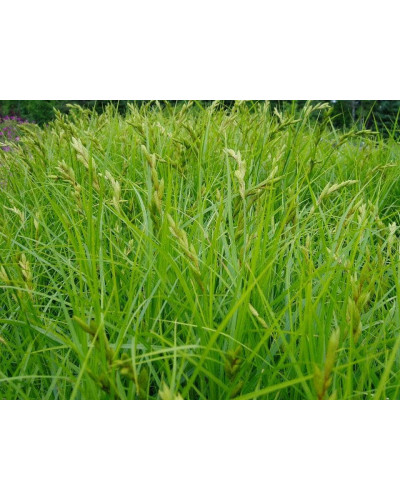 Осока пальмовидна | Осока пальмовидная | Carex muskingumensis