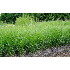 Осока пальмовидна | Осока пальмовидная | Carex muskingumensis