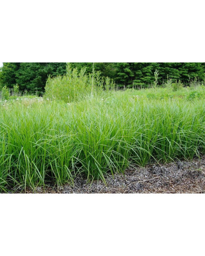 Осока пальмовидна | Осока пальмовидная | Carex muskingumensis