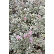 Очиток помилковий Варієгата | Очиток ложный Вариегата | Sedum spurium Variegata