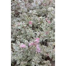 Очиток помилковий Варієгата | Очиток ложный Вариегата | Sedum spurium Variegata