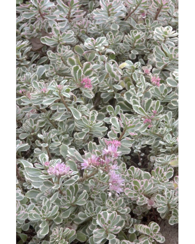 Очиток помилковий Варієгата | Очиток ложный Вариегата | Sedum spurium Variegata