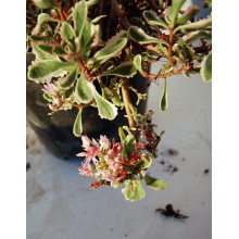 Очиток помилковий Варієгата | Очиток ложный Вариегата | Sedum spurium Variegata