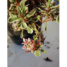 Очиток помилковий Варієгата | Очиток ложный Вариегата | Sedum spurium Variegata