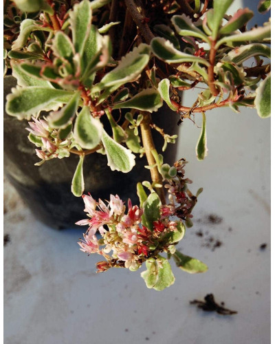 Очиток помилковий Варієгата | Очиток ложный Вариегата | Sedum spurium Variegata