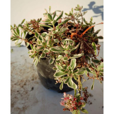 Очиток помилковий Варієгата | Очиток ложный Вариегата | Sedum spurium Variegata