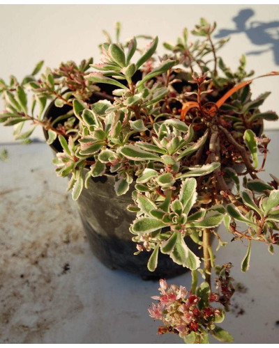 Очиток помилковий Варієгата | Очиток ложный Вариегата | Sedum spurium Variegata