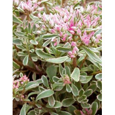 Очиток помилковий Варієгата | Очиток ложный Вариегата | Sedum spurium Variegata