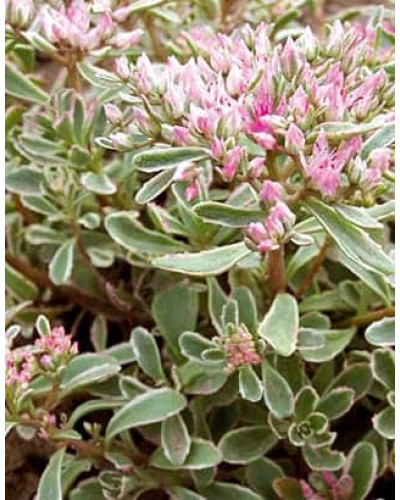 Очиток помилковий Варієгата | Очиток ложный Вариегата | Sedum spurium Variegata