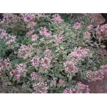 Очиток помилковий Варієгата | Очиток ложный Вариегата | Sedum spurium Variegata
