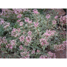 Очиток помилковий Варієгата | Очиток ложный Вариегата | Sedum spurium Variegata