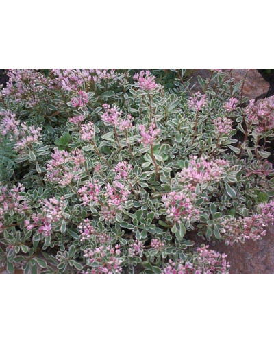 Очиток помилковий Варієгата | Очиток ложный Вариегата | Sedum spurium Variegata