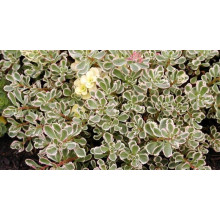 Очиток помилковий Варієгата | Очиток ложный Вариегата | Sedum spurium Variegata