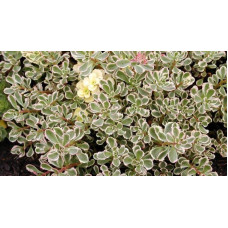 Очиток помилковий Варієгата | Очиток ложный Вариегата | Sedum spurium Variegata