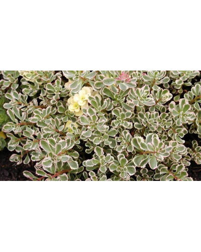 Очиток помилковий Варієгата | Очиток ложный Вариегата | Sedum spurium Variegata