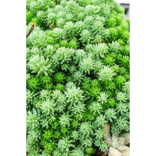 Очиток лідійський | Sedum lydium | Очиток лидийский