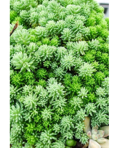 Очиток лідійський | Sedum lydium | Очиток лидийский