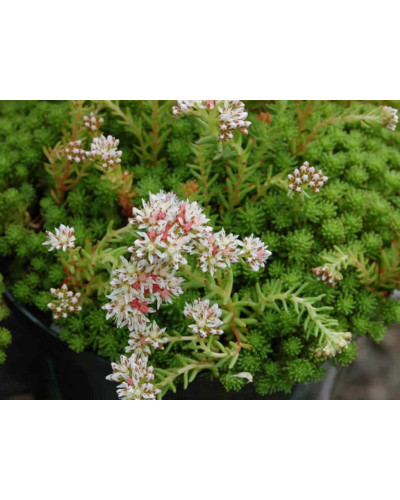 Очиток лідійський | Sedum lydium | Очиток лидийский