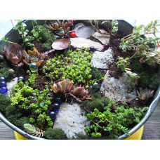 Очиток лідійський | Sedum lydium | Очиток лидийский