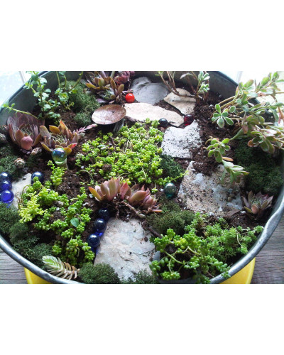 Очиток лідійський | Sedum lydium | Очиток лидийский