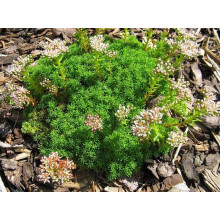 Очиток лідійський | Sedum lydium | Очиток лидийский