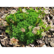 Очиток лідійський | Sedum lydium | Очиток лидийский