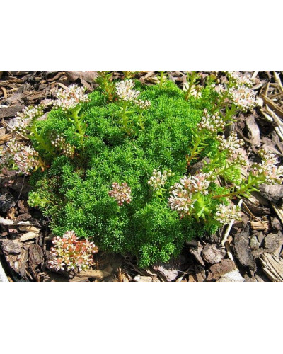 Очиток лідійський | Sedum lydium | Очиток лидийский