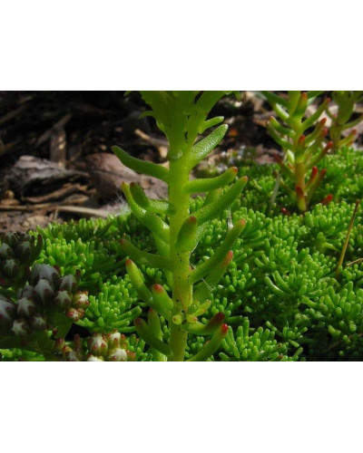 Очиток лідійський | Sedum lydium | Очиток лидийский