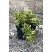 Очиток камчатський Варієгата | Очиток камчатский Вариегата | Sedum kamtschaticum Variegata