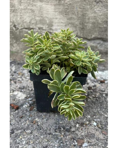 Очиток камчатський Варієгата | Очиток камчатский Вариегата | Sedum kamtschaticum Variegata