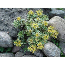Очиток камчатський Варієгата | Очиток камчатский Вариегата | Sedum kamtschaticum Variegata