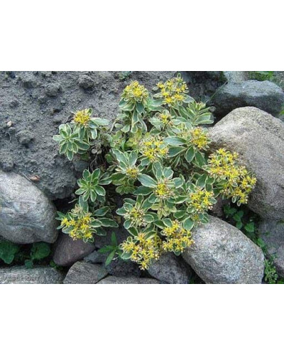 Очиток камчатський Варієгата | Очиток камчатский Вариегата | Sedum kamtschaticum Variegata