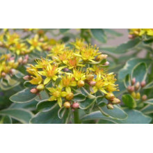 Очиток камчатський Варієгата | Очиток камчатский Вариегата | Sedum kamtschaticum Variegata