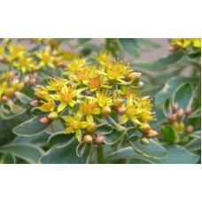 Очиток камчатський Варієгата | Очиток камчатский Вариегата | Sedum kamtschaticum Variegata