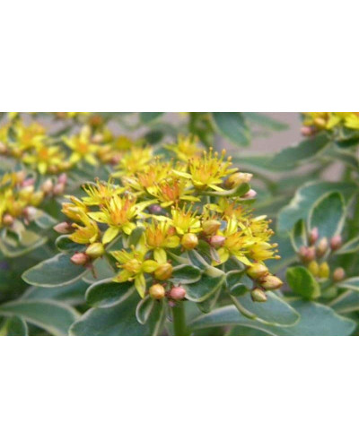 Очиток камчатський Варієгата | Очиток камчатский Вариегата | Sedum kamtschaticum Variegata