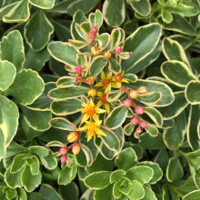 Очиток камчатський Варієгата | Очиток камчатский Вариегата | Sedum kamtschaticum Variegata