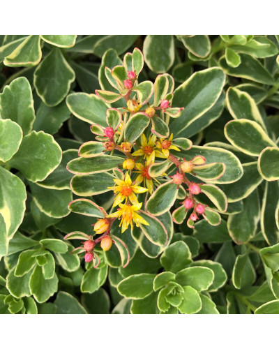 Очиток камчатський Варієгата | Очиток камчатский Вариегата | Sedum kamtschaticum Variegata