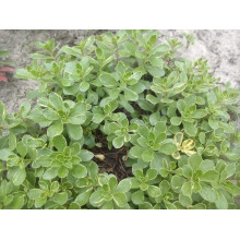 Очиток камчатський Варієгата | Очиток камчатский Вариегата | Sedum kamtschaticum Variegata