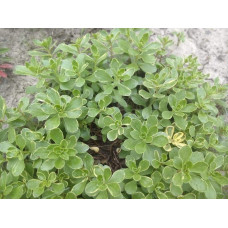 Очиток камчатський Варієгата | Очиток камчатский Вариегата | Sedum kamtschaticum Variegata