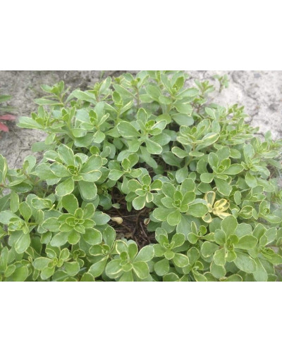 Очиток камчатський Варієгата | Очиток камчатский Вариегата | Sedum kamtschaticum Variegata