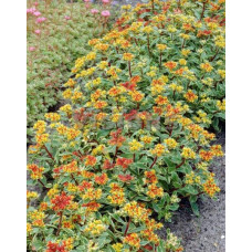 Очиток камчатський Варієгата | Очиток камчатский Вариегата | Sedum kamtschaticum Variegata
